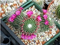 mammillaria spinosissima un pico